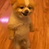 干掉熊猫你就是国宝