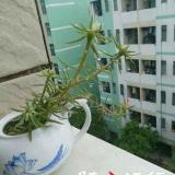 菱若飞雪