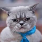 生气的猫说我要小鱼干