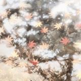 风花雪月与我无缘