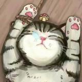 猫猫爱韩剧