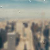 小猫