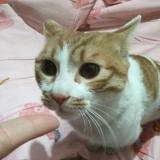 木头人
