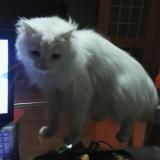 来志