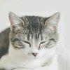 清清的猫
