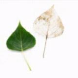 淡淡、香烟味