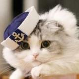 猫殿下