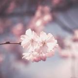 阿芽