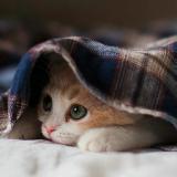 桑瑜未晚yu