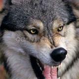 礼泉红富士专卖