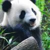 东皇小天