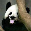 决明子