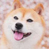 UC玩友