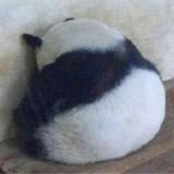 土渣渣的大笨熊