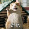 倔强溱潼