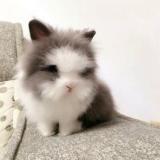 唉╯▂╰