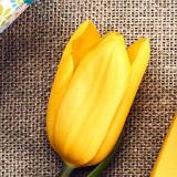 芦苇