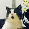 猫巷