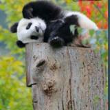 对着月亮说睌安