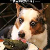 如影随形