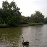 wangjibao