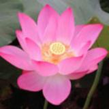 花儿小组