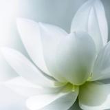 陌上花开缓缓归