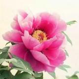 A王学贵