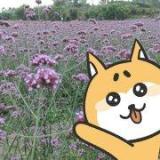 懵懂爱上鱼的猫咪