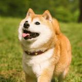 一个号手