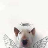 打野迷路至今未归