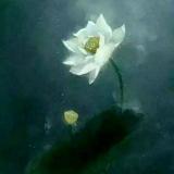朝生暮死