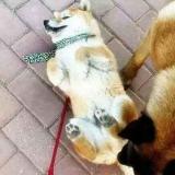 李大仙二