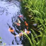缪树英