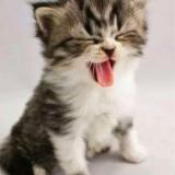 猫猫
