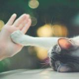 猫炼鱼