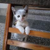 小秋