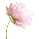 木易小轩