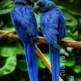 怒放的生命