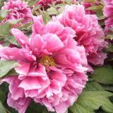 郑州用户54xxxx431