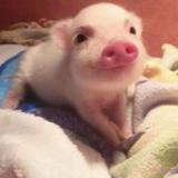 旗开得胜啦啦啦90