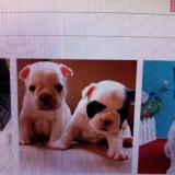 日月昭昭，唯吾大明