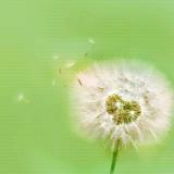 wHeviq1a＾勺
