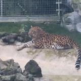 张晋懿