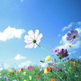繁花怒放