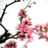 春满花枝