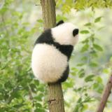 21世纪不适症