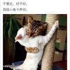 当乐乐爱上冰柠檬