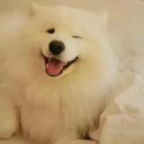 袅袅