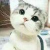 Cry Cry